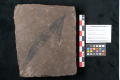 Foto (Objekt + Etikett) von Quercus pseudolonchitis Ettingshausen (NHMW-GEO-2024-0188-7975)